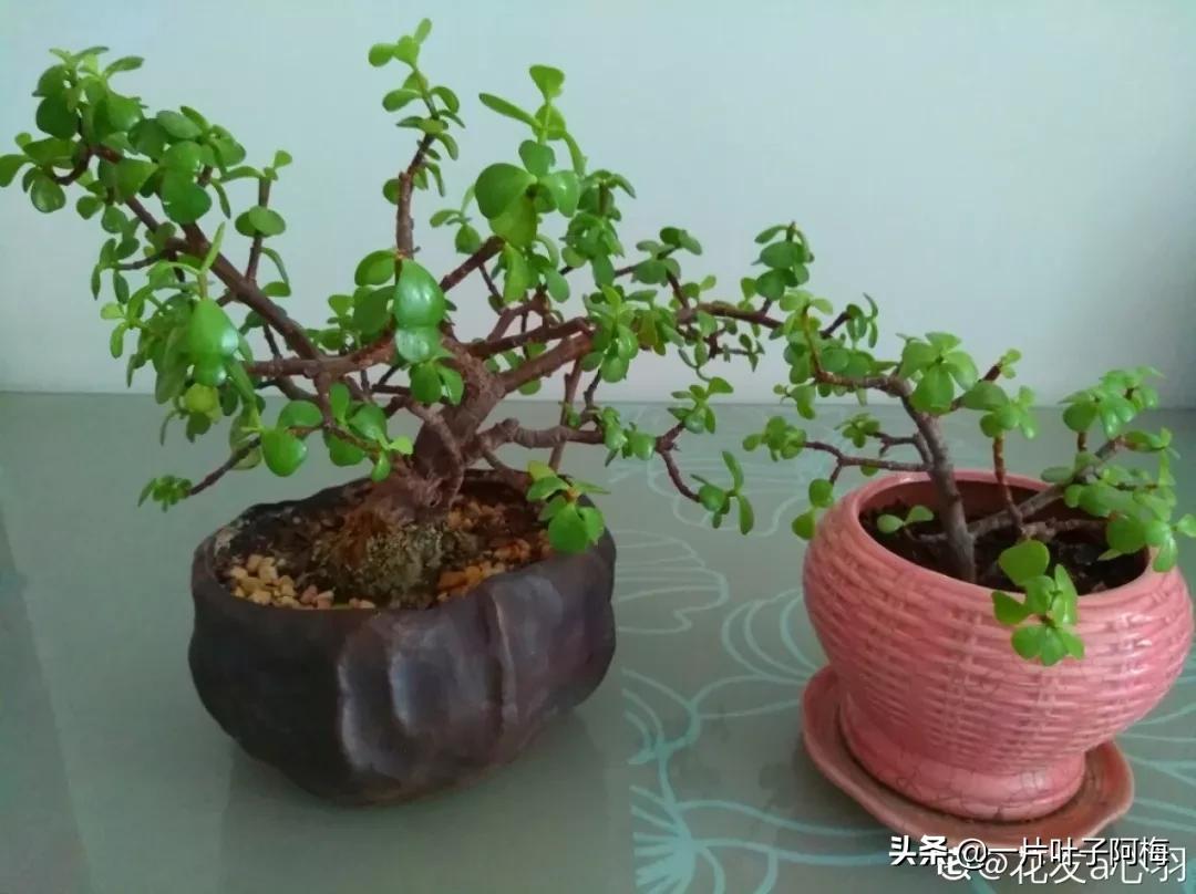 金枝玉叶干枯一碰就掉,金枝玉叶一夜之间掉了好多叶子