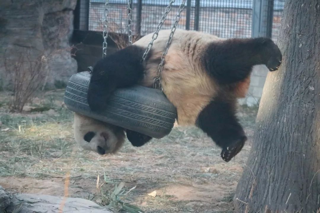 熊猫钻轮胎被卡住,熊猫钻轮胎时脑袋卡住