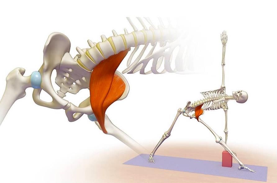 竖叉臀部总是歪一边,练横叉竖叉会让臀部变小吗