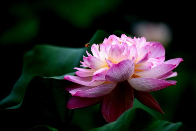 最美的荷花诗句,一起赏荷花的诗词歌赋