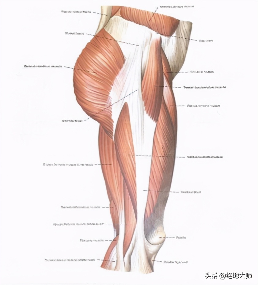 膝关节疼痛用神经阻断疗法,膝关节的疼痛与治疗综述