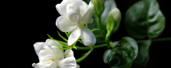 茉莉花春天能扦插吗,养茉莉花的好处