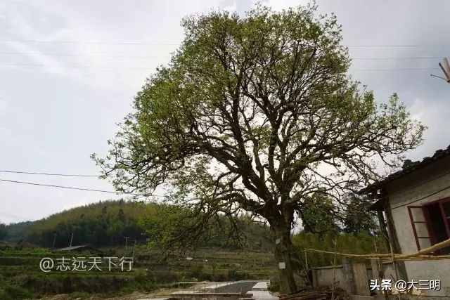 中国绿都最氧三明春回大地,大武夷旅游绿都三明