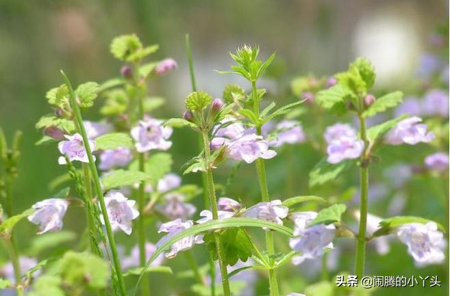 活血丹草分布,活血丹