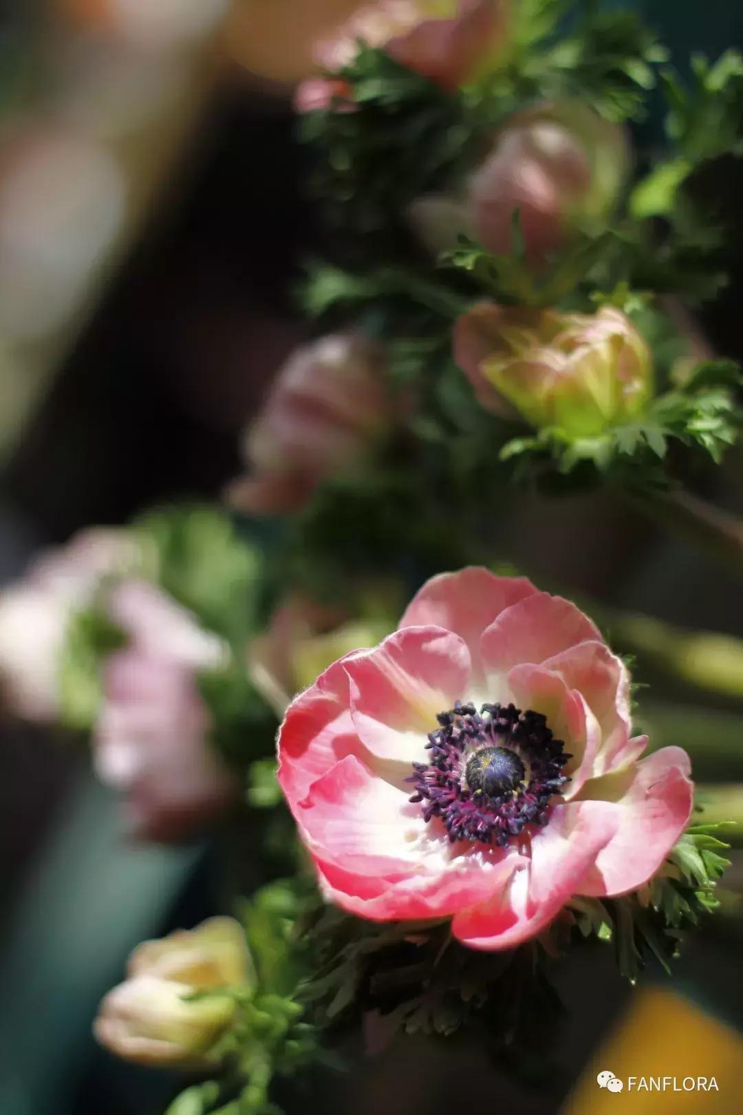 凡花丨开一家洒满阳光的花店，愿灵魂每个角落长满香气