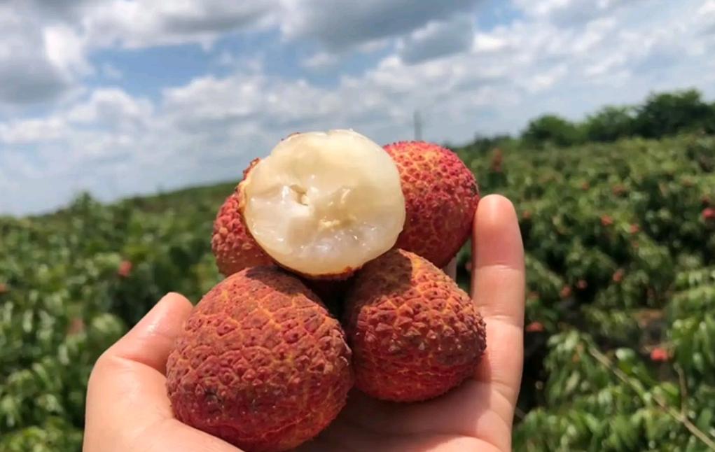 荔枝降价原因,没有核的荔枝多少钱一斤