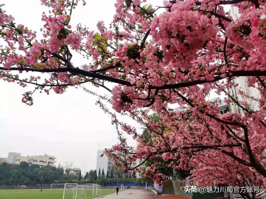 绵阳南山中学办学理念,家长评价绵阳南山中学真实水平