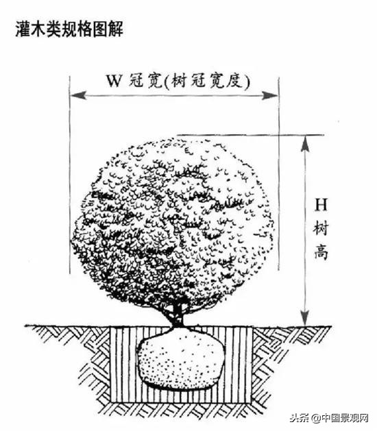 绿化行业的苗木术语大全,绿化苗木品种批发术语