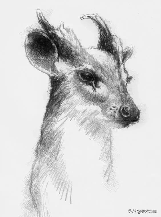 动物素描临摹装饰画,动物素描应该用哪些笔