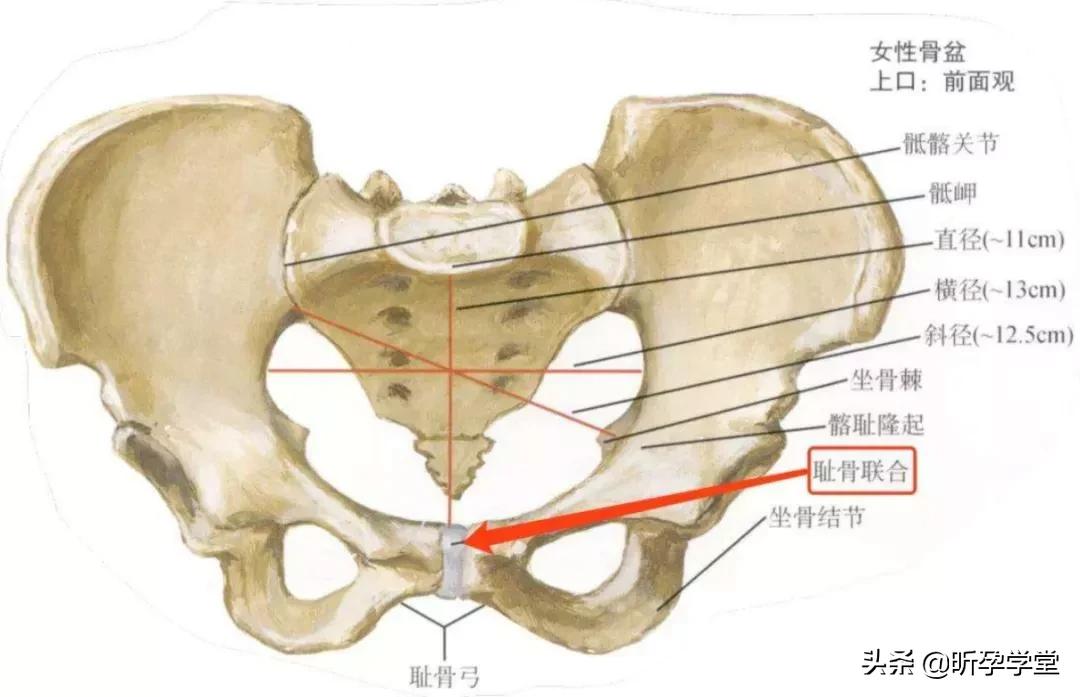 孕期耻骨痛到怀疑人生？掌握这五个方法，孕期走路也能带风