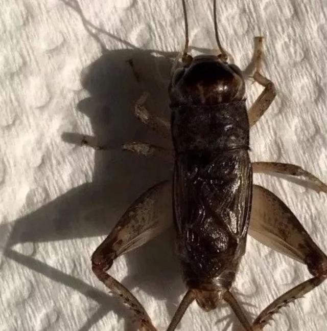 斗蟋品质讲解,怎么辨别斗蟋蟀的好坏