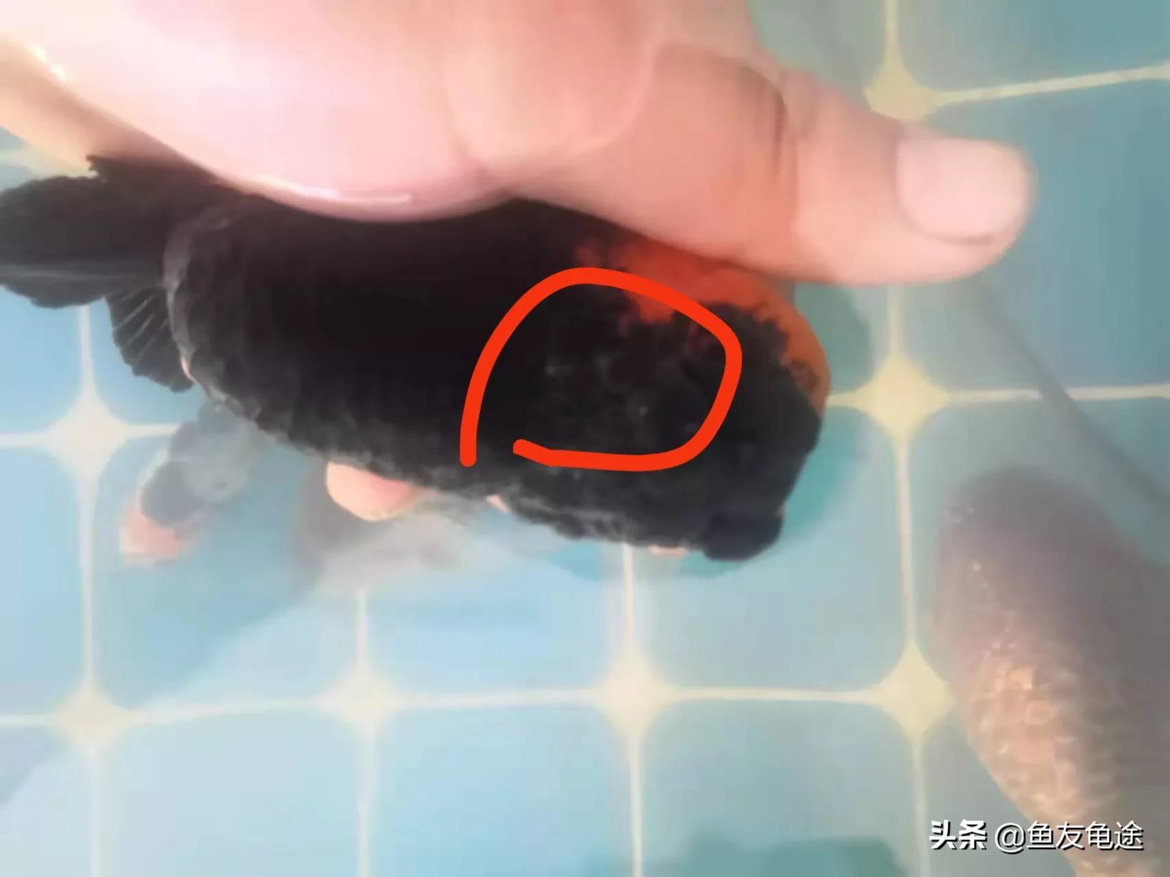 金鱼头瘤白色变紫有血丝,金鱼头瘤有白色絮状物是为什么