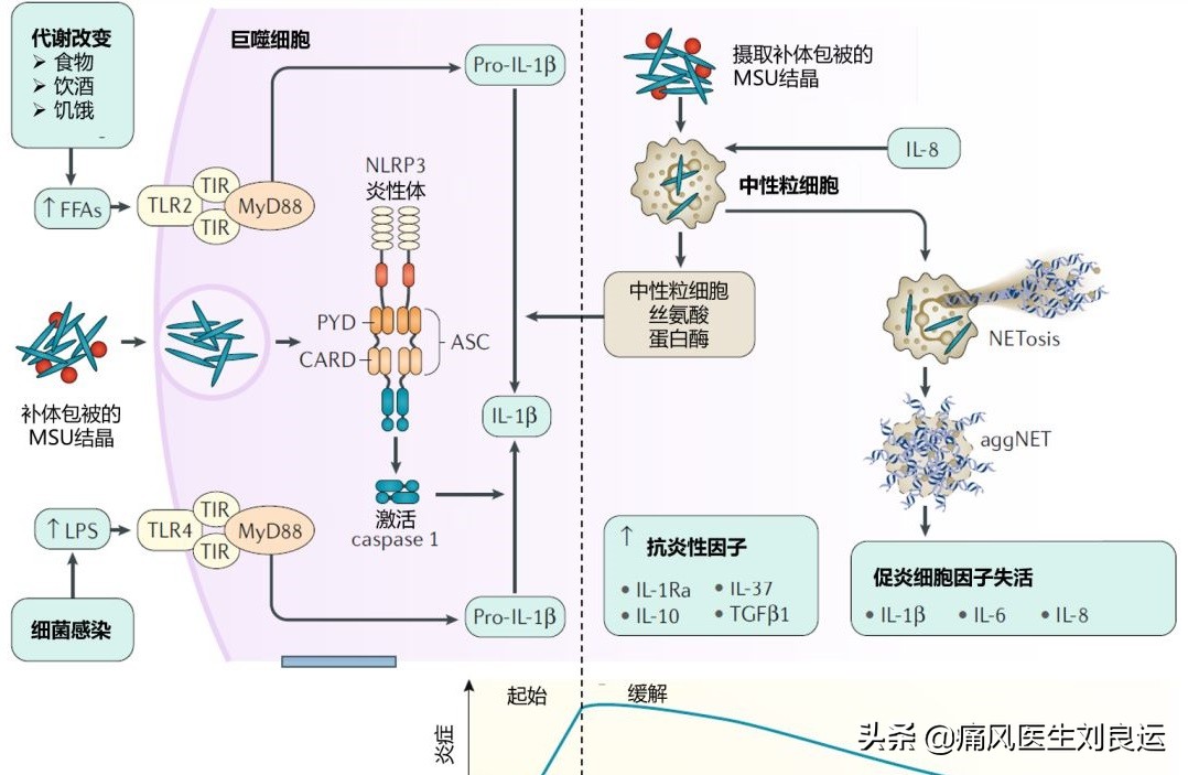 高尿酸没有症状到底要不要吃药,尿酸偏高怎么让尿酸下去