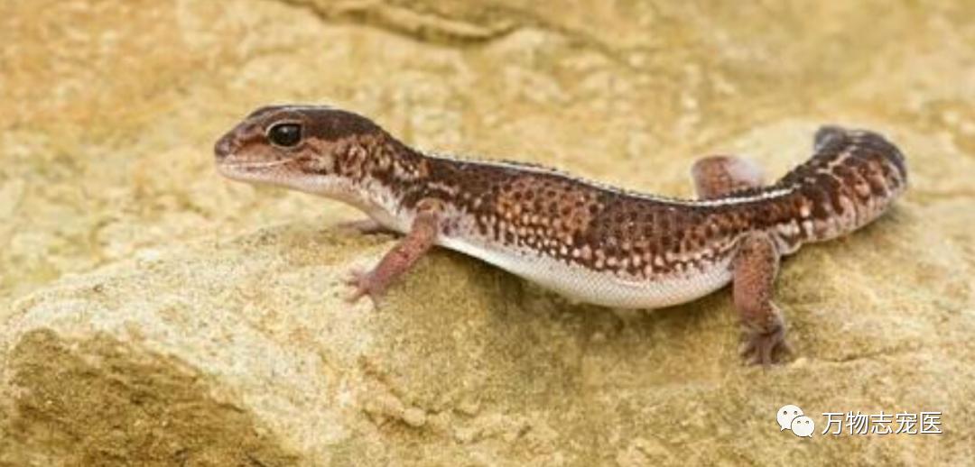 守宫幼体饲养入门常识,新宠到家怎么养