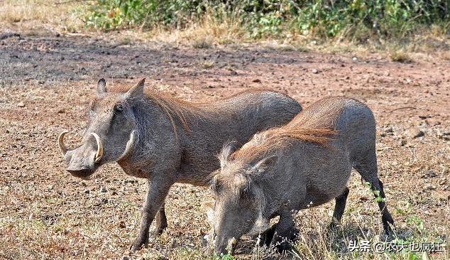 一猪二熊三老虎的下一句,一猪二熊三老虎老话