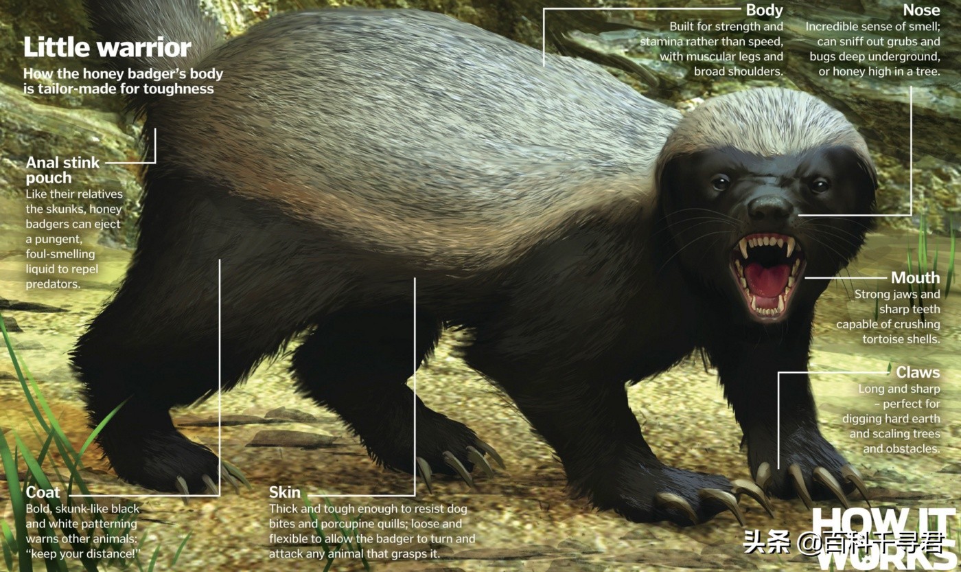 蜜獾的生存能力真有那么强吗,蜜獾为何无所畏惧