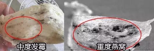 干盏燕窝有一点霉味怎么办,燕窝发黄还有用吗