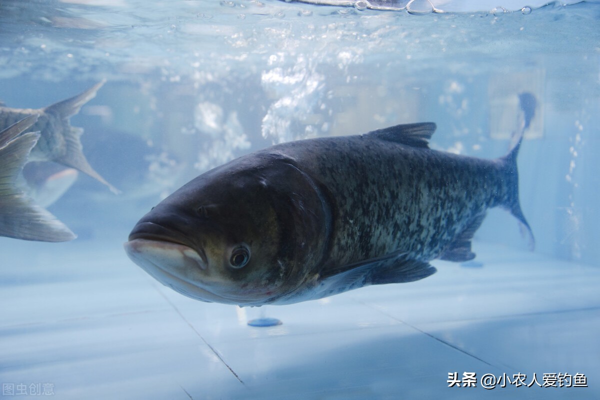 花鲢鱼头吃货,花鲢胖鱼头