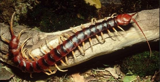 龟类的进化过程图片,龟鳖目动物外形特征