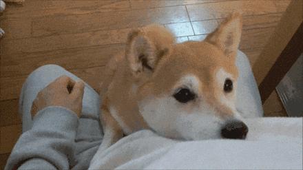 新手养狗怎样训练狗狗上厕所,幼犬如何训练狗狗定点大小便