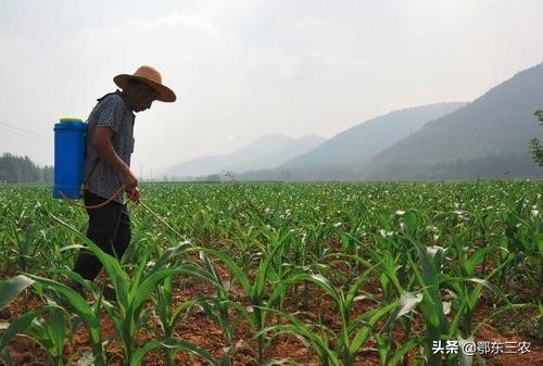 玉米出苗后，地里幼苗一块高一块低相差很大是怎么回事，该咋办？