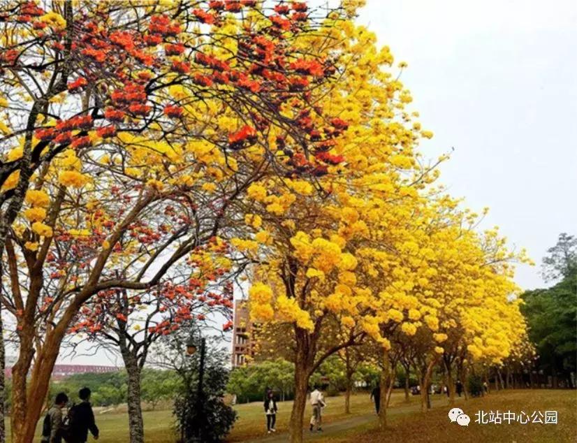 相当于112个足球场的图片,深圳足球公园效果图