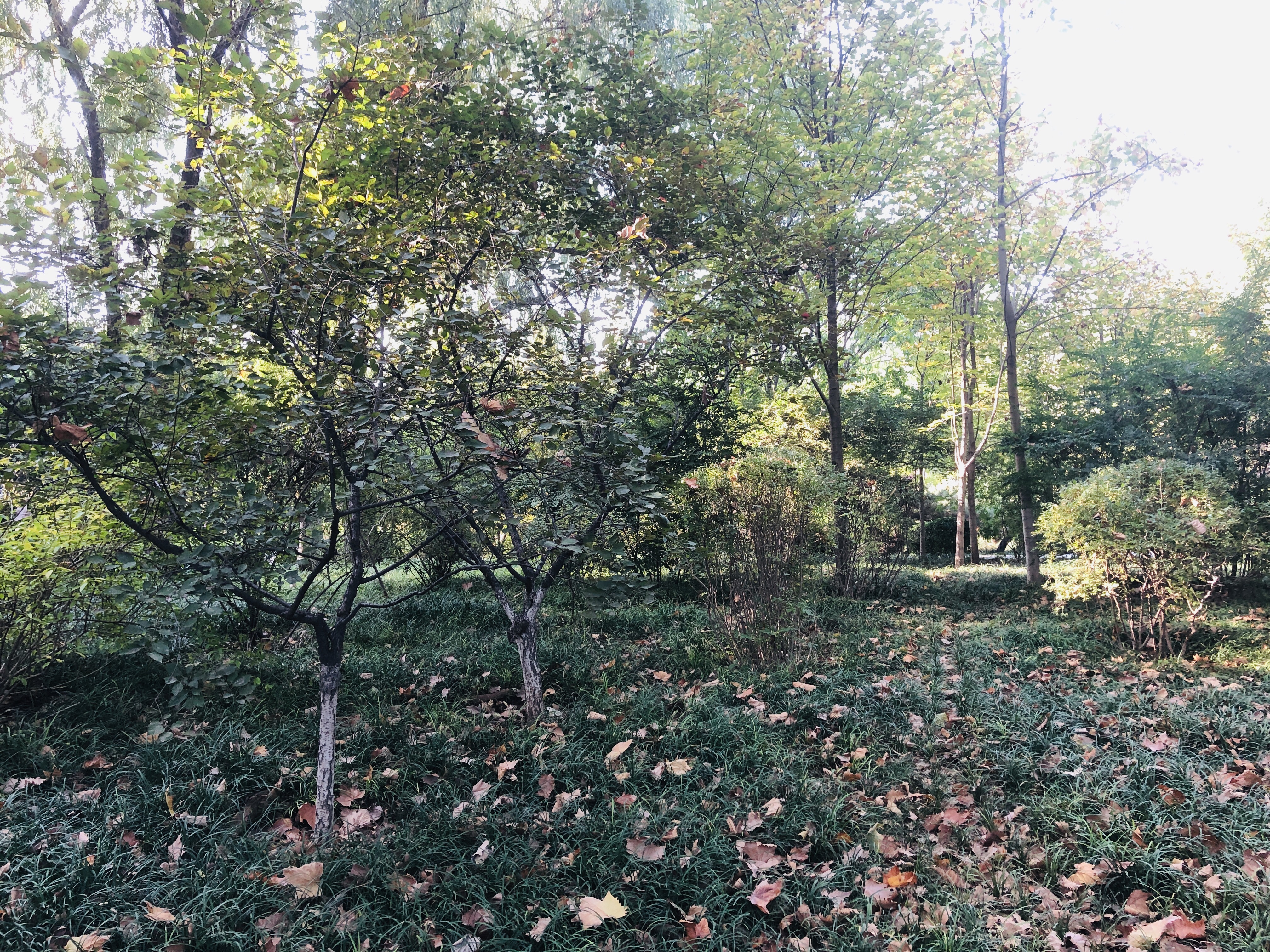 济南森林公园夏荷之美,雨后的济南森林公园美景让人陶醉