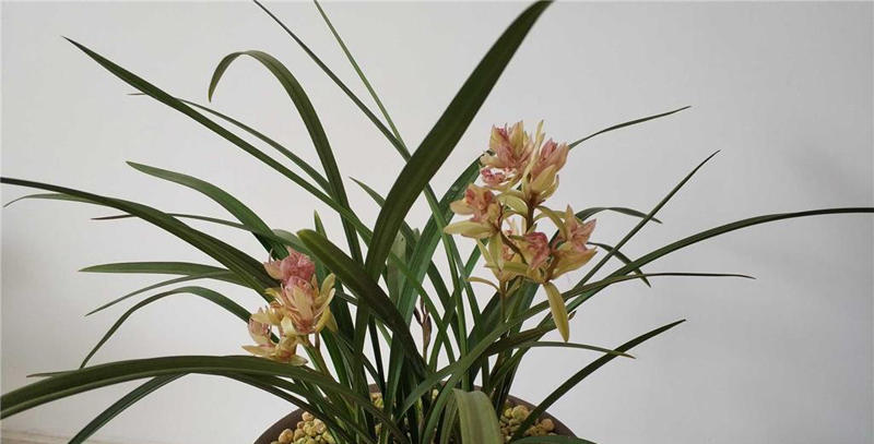 传统铭品与下山兰的选择与培育