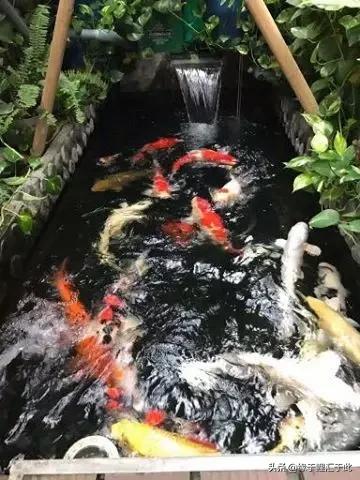 治疗锦鲤疑难杂症锦集