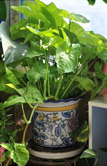 合果芋的叶子发黄怎么办,合果芋叶子焦边怎么处理