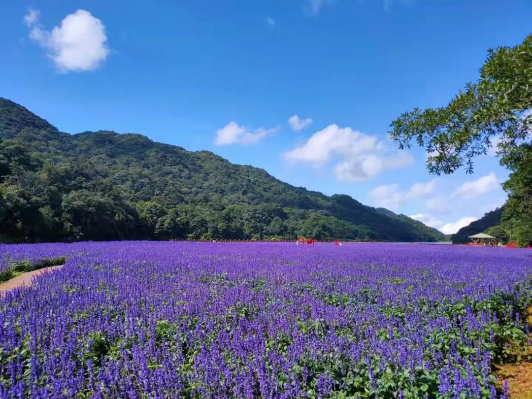 广州花海最新视频,广州花海大片蔚为壮观