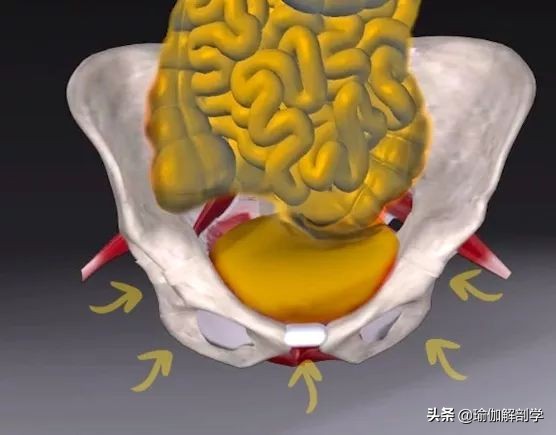 怎样有助于盆底肌修复 (多年盆底肌怎样才能修复)