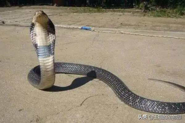 眼镜王蛇毒死大象,眼镜王蛇能毒死成年人吗