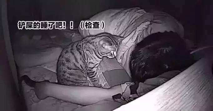 养了九年的猫突然对我有攻击性,养了两年的猫对我特别防备