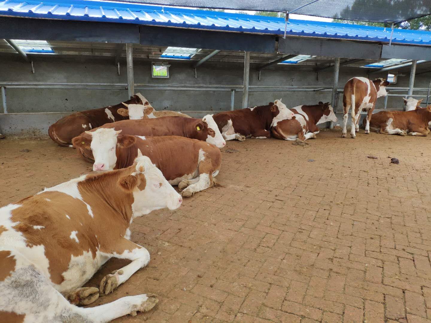 正常牛中毒怎么处理最有效,牛常见的中毒病有哪些