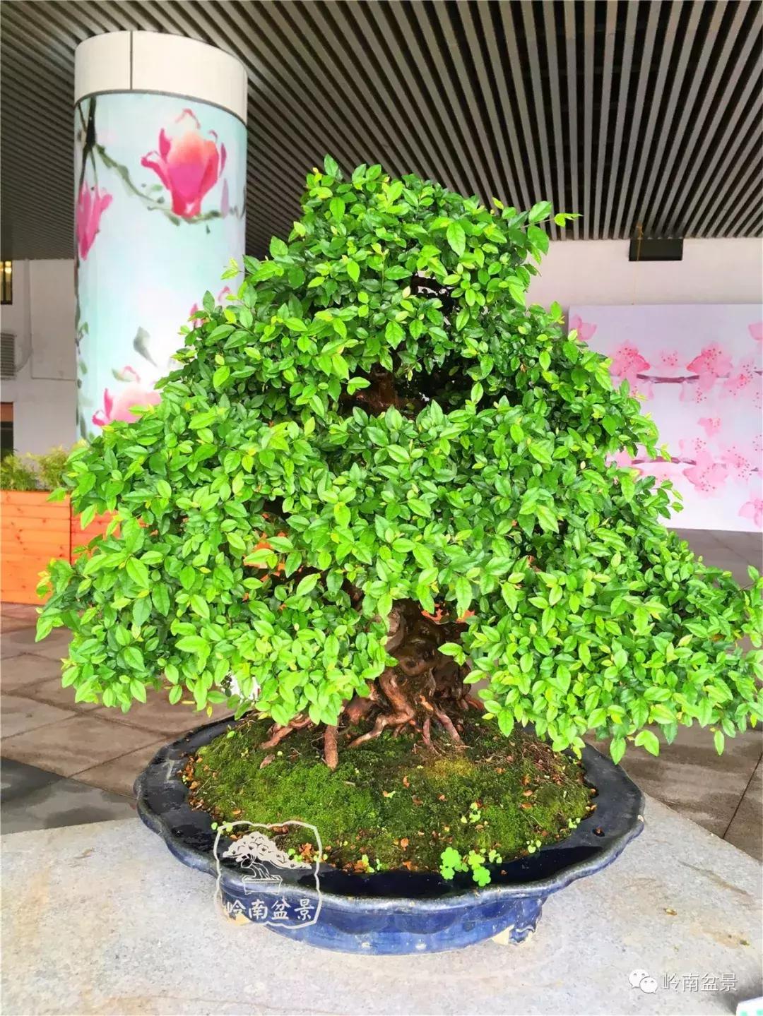 造型极美的盆景一起来欣赏,一组风吹出来的盆景欣赏动感十足