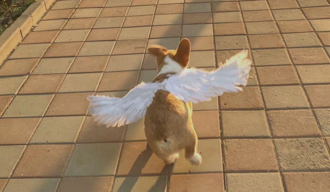 解放狗狗发情期，卖家改造狗用“*气娃充**娃”，“泰迪尺寸”最热销