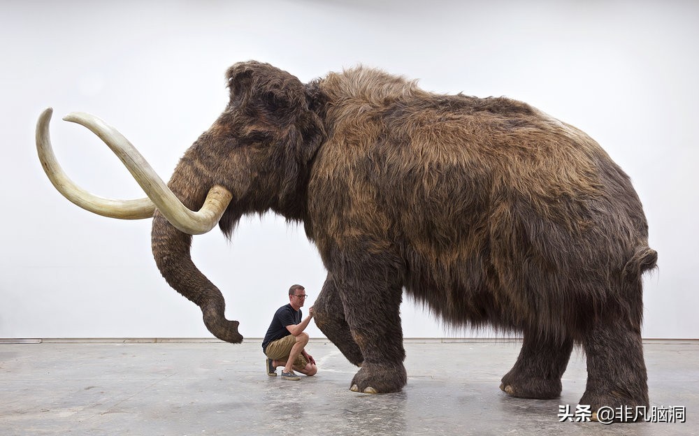 已灭绝四万年的猛犸象，人类祖先曾和猛犸象生死决斗