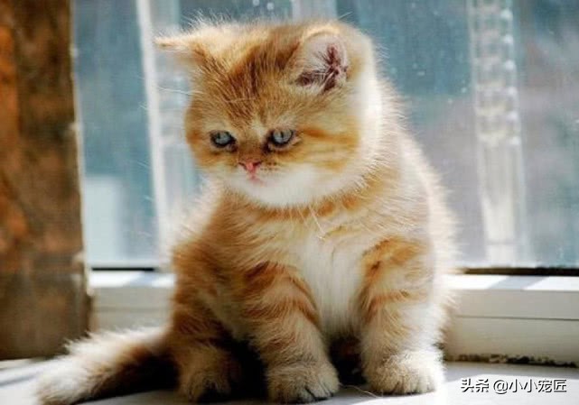 猫屁股的三大秘密,猫咪屁屁的颜色