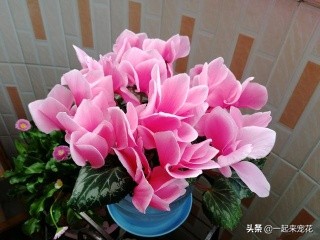 5种小垃圾养花却是宝贝,家里的废物垃圾怎么养花好