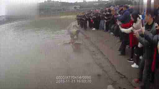 中华鲟是长江里头最大的一种鱼,中国最后一条长江鲟