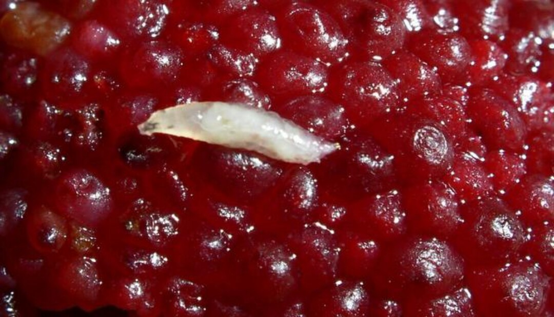 杨梅有农药味道怎么洗,杨梅里面的虫子真的能洗干净吗