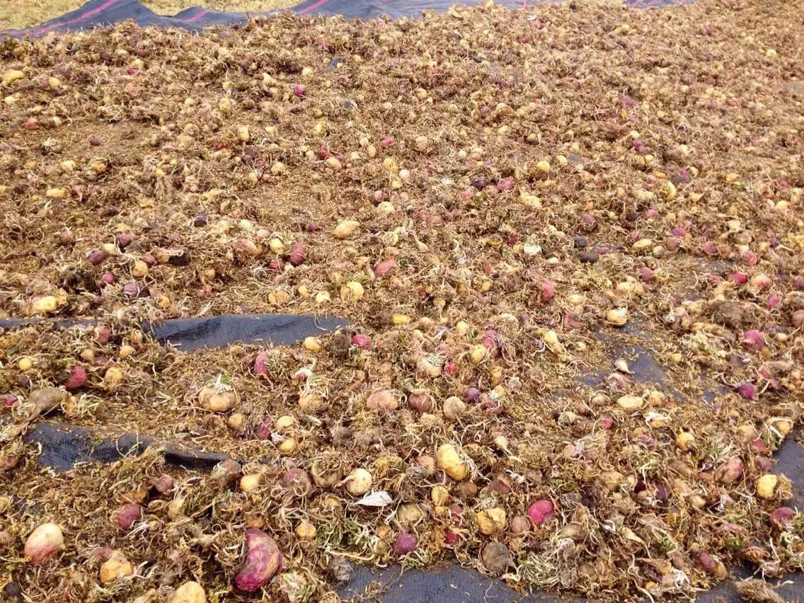 玛咖，忽悠还是神奇？顶高反，亲历安第斯高寒区，还原真实的玛咖