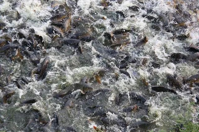 池塘水藻过多原因,水藻过多怎么处理