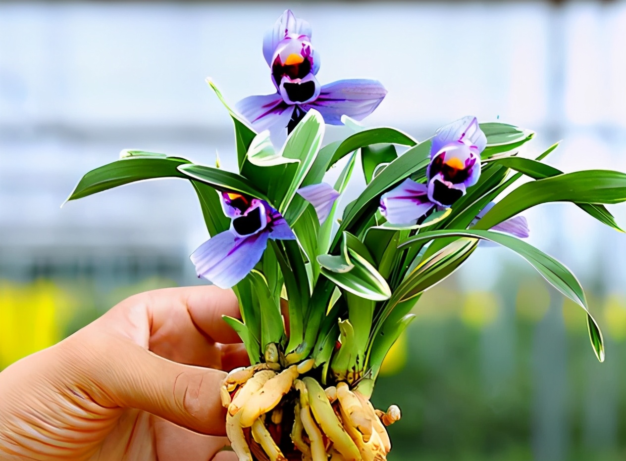 怎样养月季花茶花,最好养的月季茶花