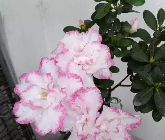 白天浇花花叶变黄,用什么方法养花叶子黄