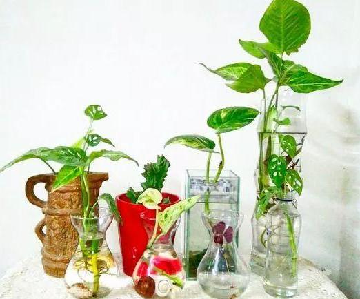 水培植物怎么养才能更旺盛一些,水培花卉植物养护注意事项有哪些