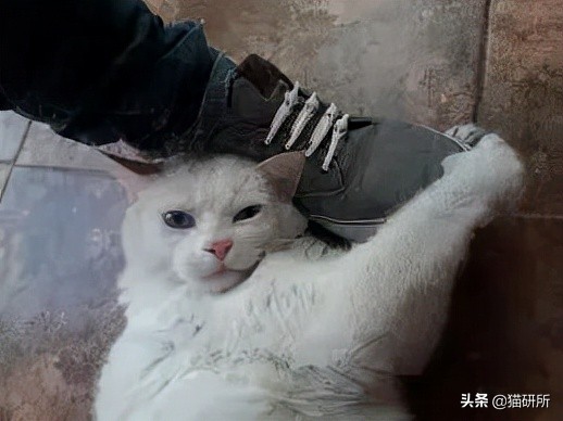 脚气传染猫咪 (猫咪脚气一般什么症状)