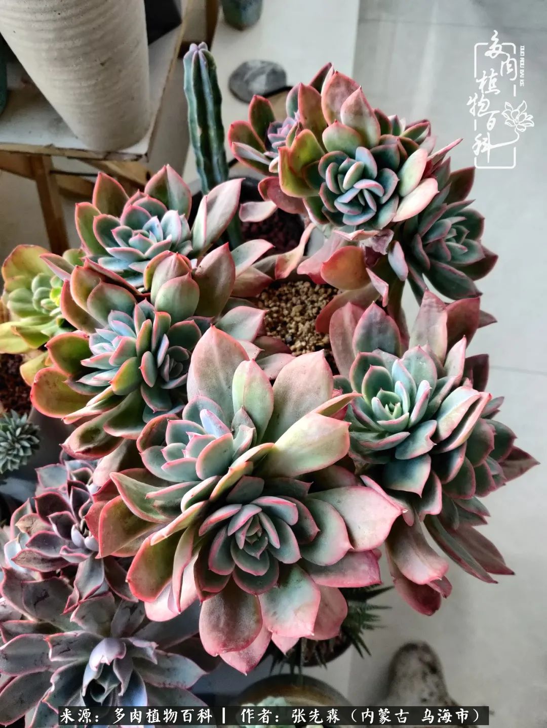 吸取教训，不断探索，英语老师的多肉碎碎念