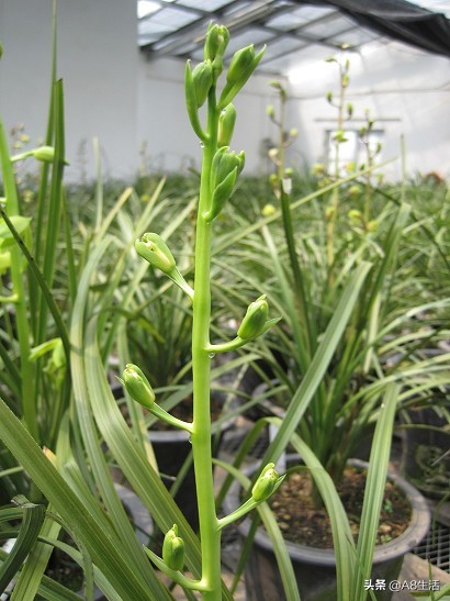 每日一品,蕙兰潘绿梅和庆华区别